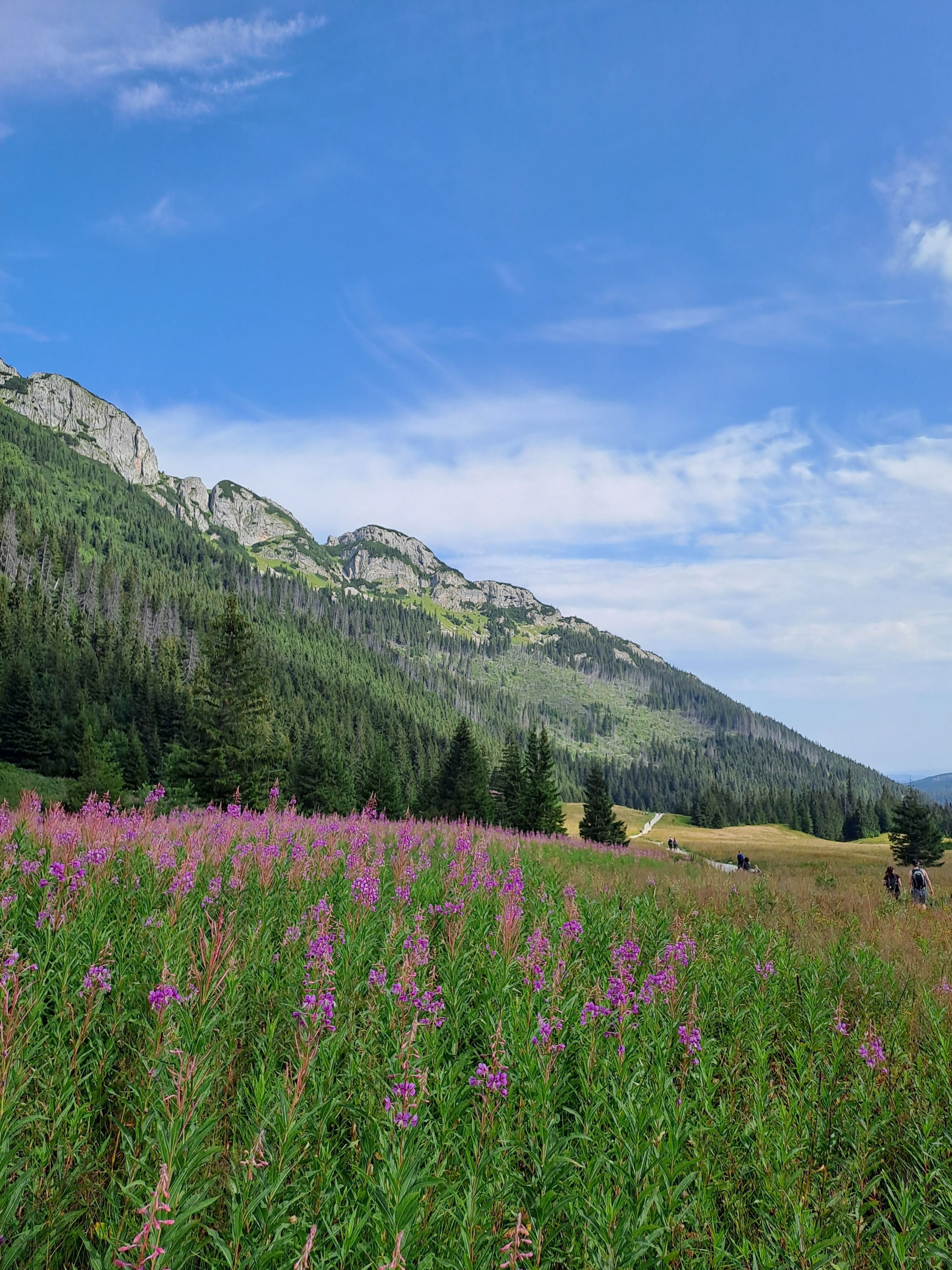 A field of wildflowers in the mountains · Free Stock Photo