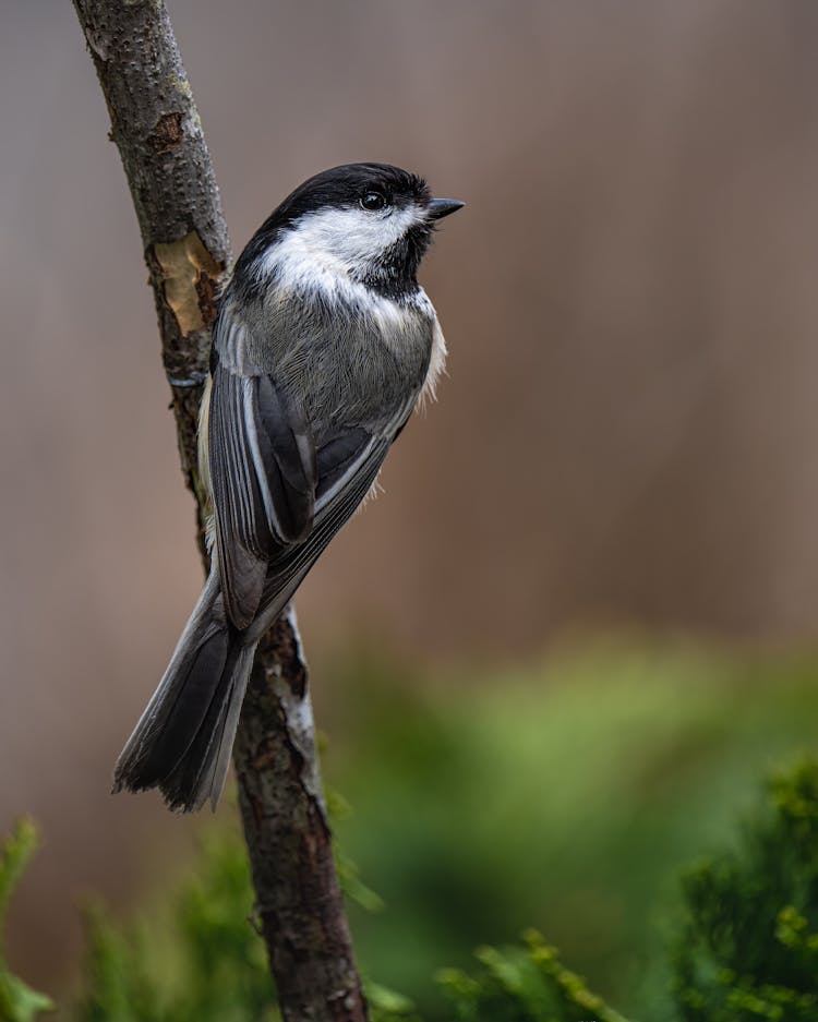 Carolina Chickadee Perching On Branch