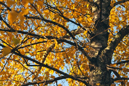 Immagine gratuita di albero, autunno, cadere