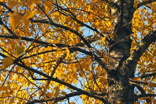 Free Captivating view of birch tree branches adorned with vibrant golden leaves during autumn in Pécel, Hungary. Stock Photo
