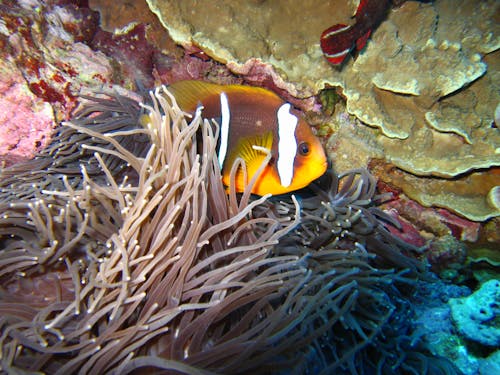 Imagine de stoc gratuită din anemonă de mare, guam, pește clovn