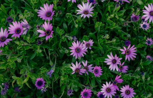 Gratis stockfoto met afrikaanse madeliefjes, bloeiend, botanisch