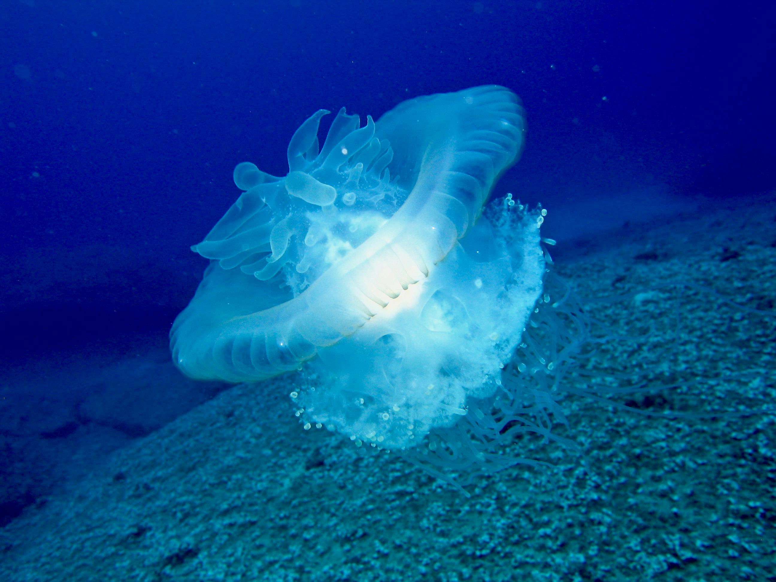 Free stock photo of diving, guam, jelly fish