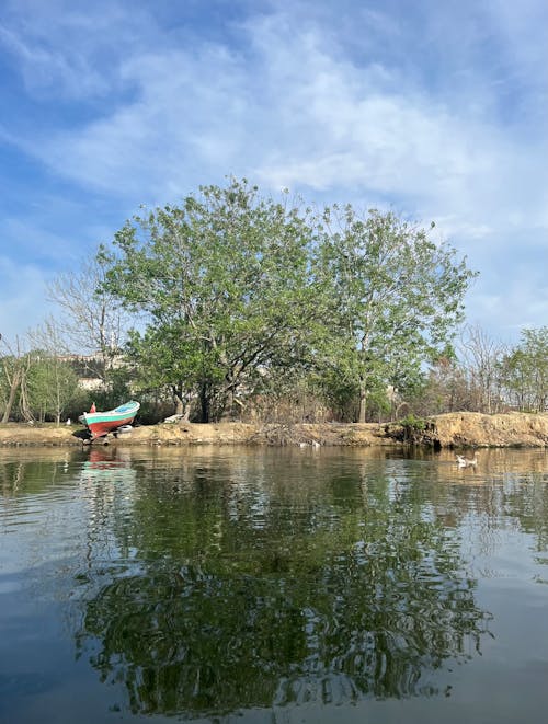 Photos gratuites de à quai, arbre, bateau