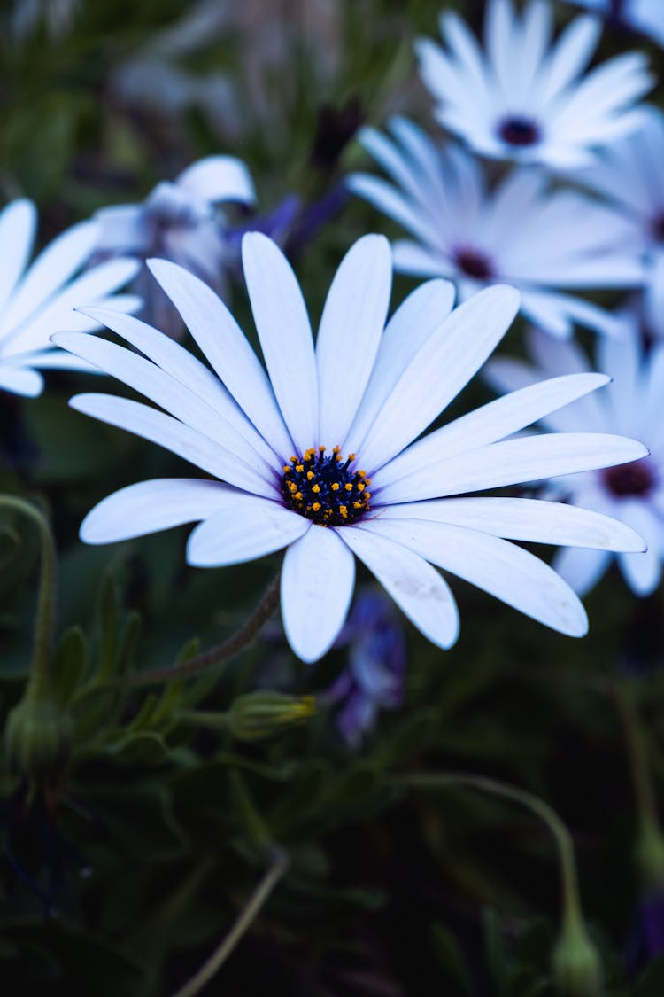 Close Up Of White Flower