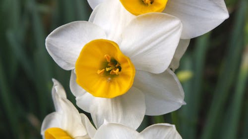 Free stock photo of flowers, narcissus Stock Photo