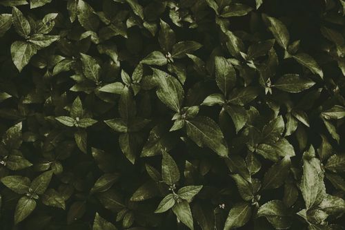 Free A detailed close-up of lush green leaves creating a natural, textured background. Stock Photo