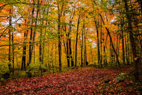 Бесплатное стоковое фото с деревья, желтые листья, живописный