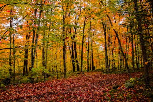 View of a Forest in Autumnal Colors 