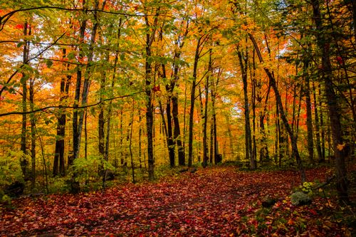 Free Stunning autumn forest scene in Ontario with vivid orange and yellow leaves. Stock Photo