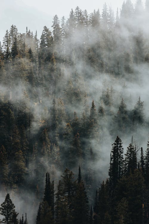 Landscape of a Conifer Forest in Fog 
