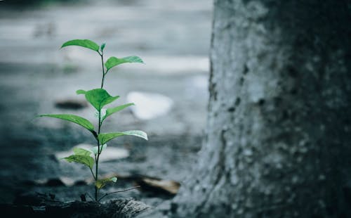 Green Leaf Plant Beside Tree