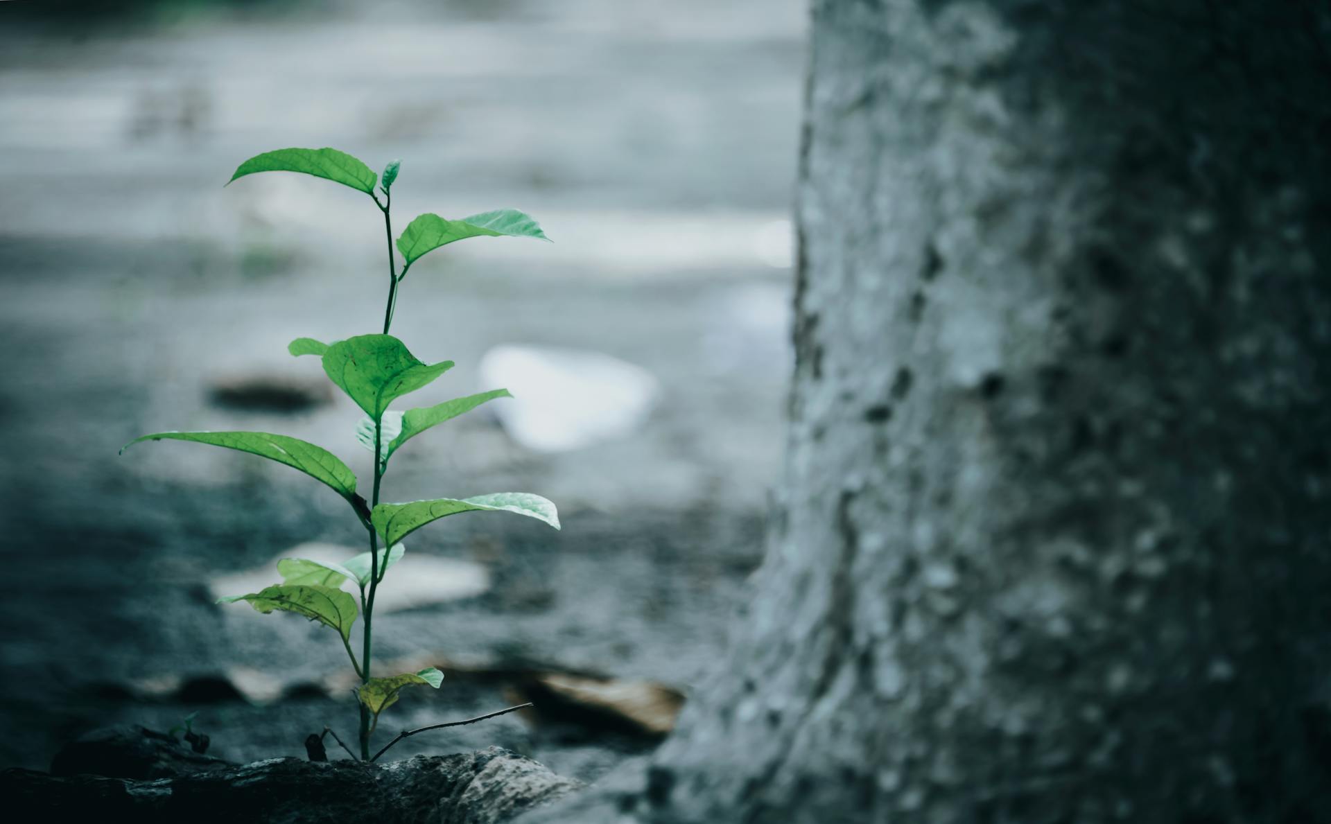 A small green plant growing next to a tree trunk, symbolizing growth and nature outdoors.