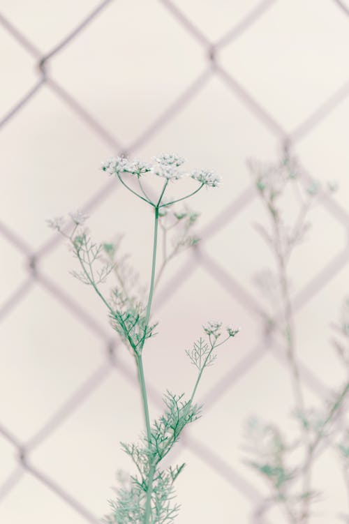 Selektive Fokusfotografie Von Blüten Mit Weißen Blütenblättern