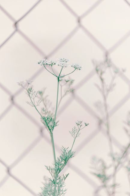 Close-up of a delicate white flower with finely detailed petals against a chain-link fence, creating a contrast between nature and structure.