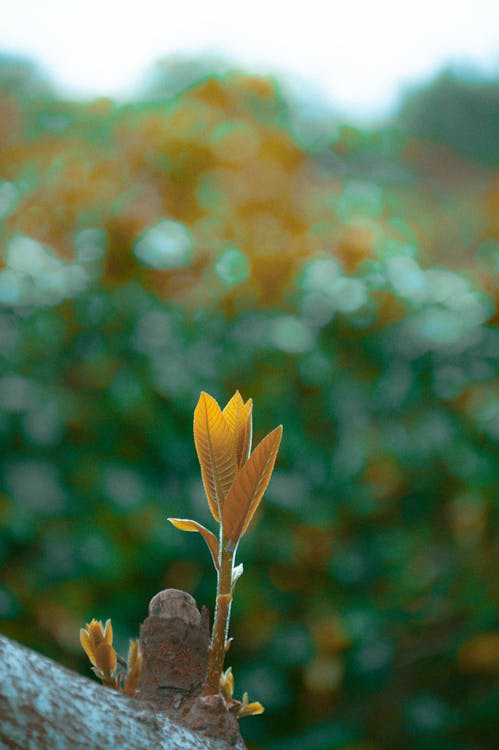Selected Focus Photography Of Brown Leafed Plant