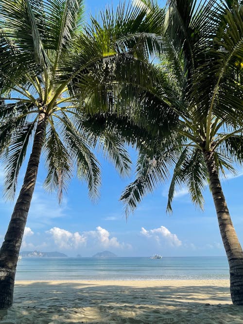 View of a Beach with Palm Trees 