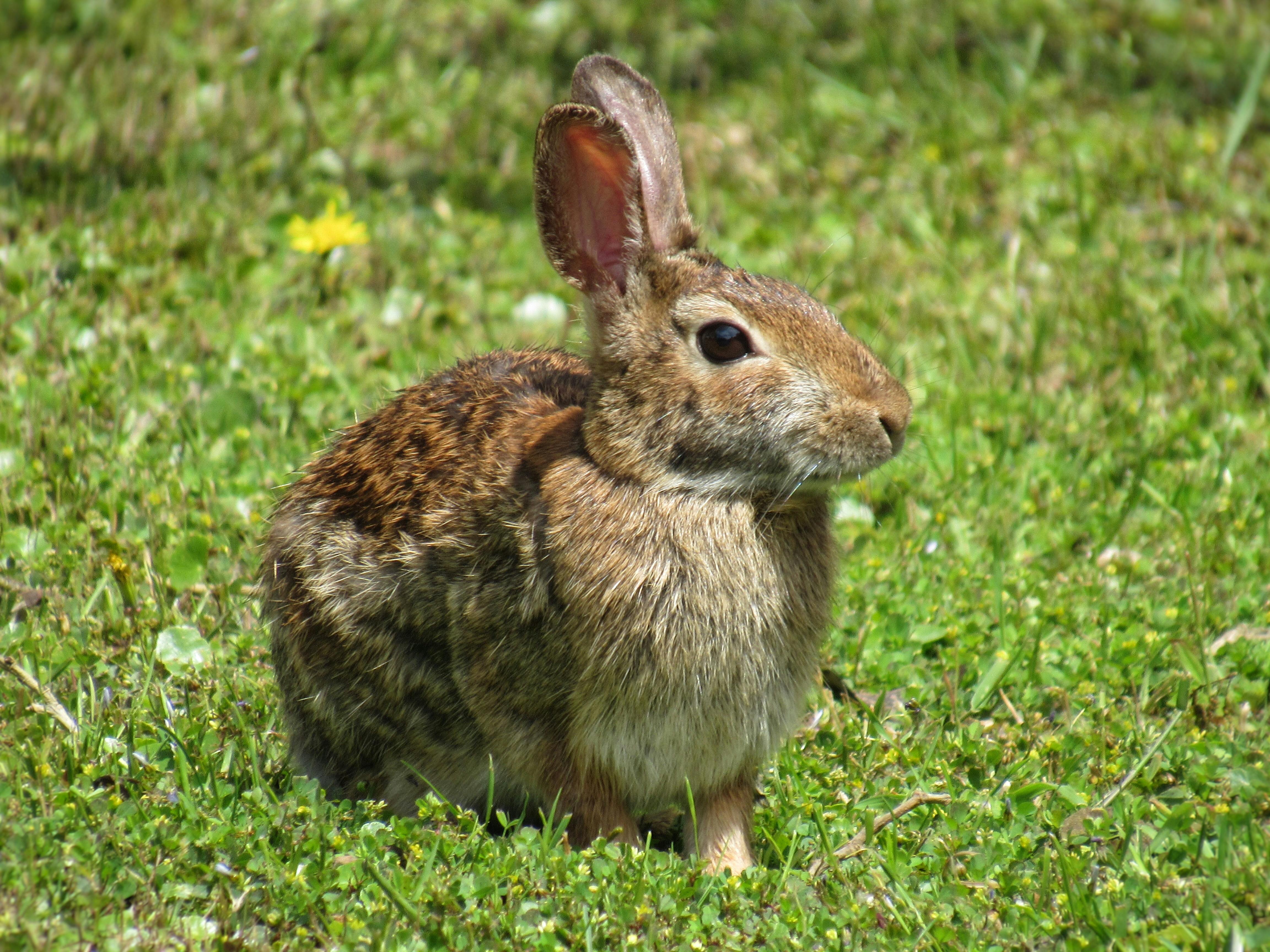Photo of Rabbit · Free Stock Photo