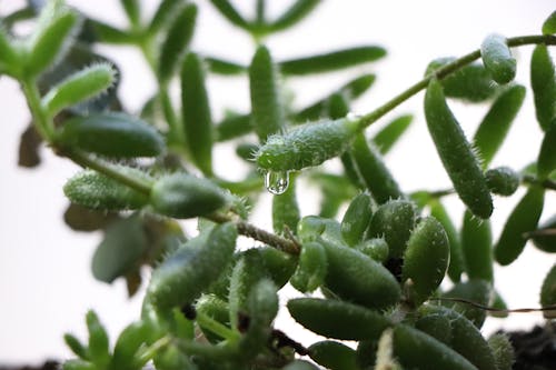 Water droplets on a succulent