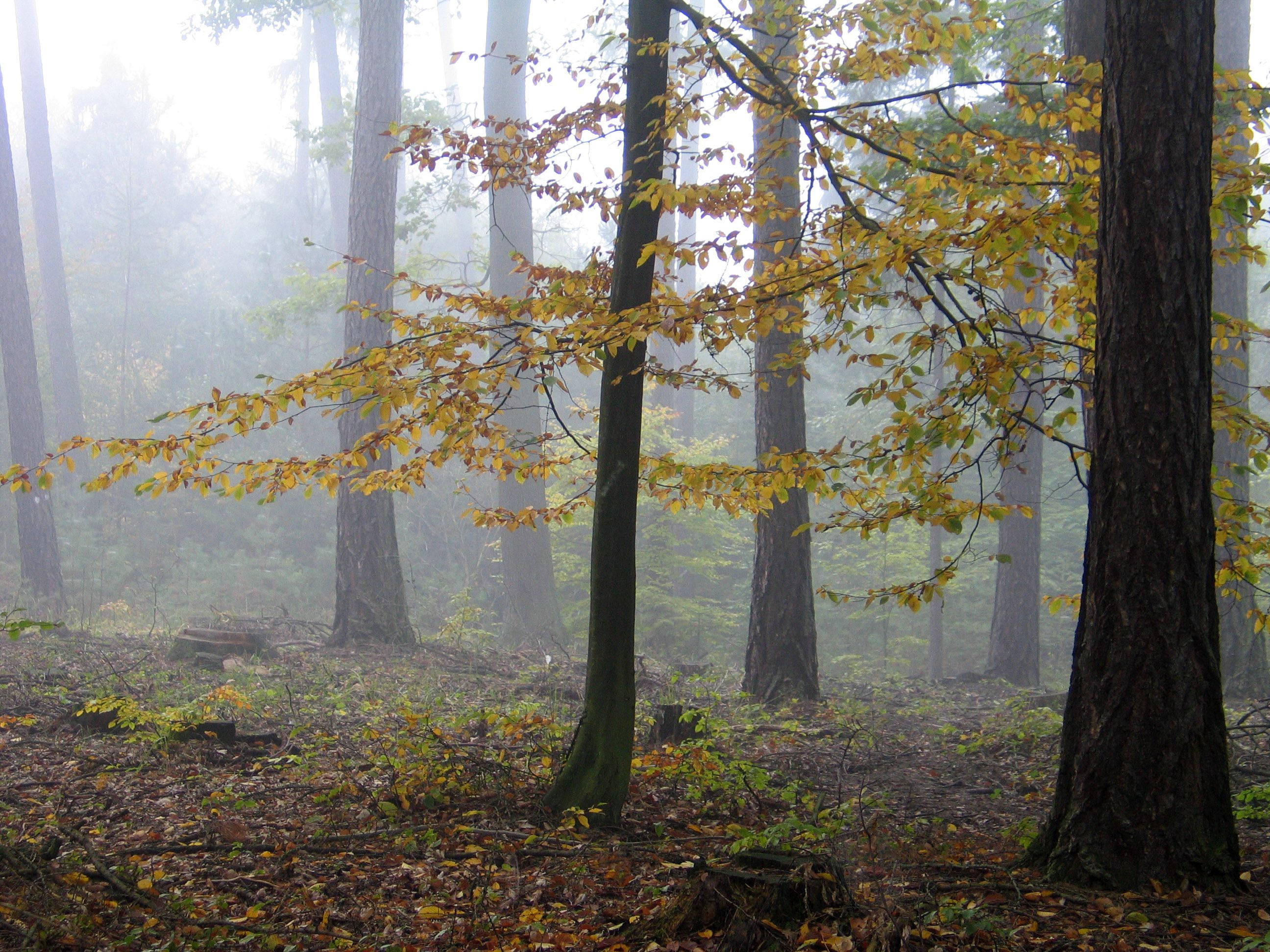 A forest with trees and leaves in the fog · Free Stock Photo