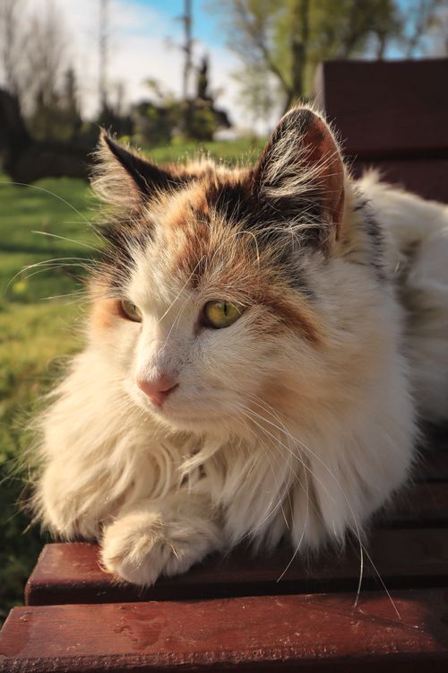 Free A cute, fluffy cat with vibrant colors lies on a wooden bench in a sunny outdoor setting. Stock Photo