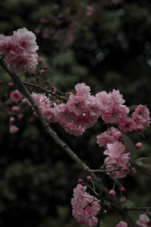 Gratis lagerfoto af blomstrende, fjeder, flora