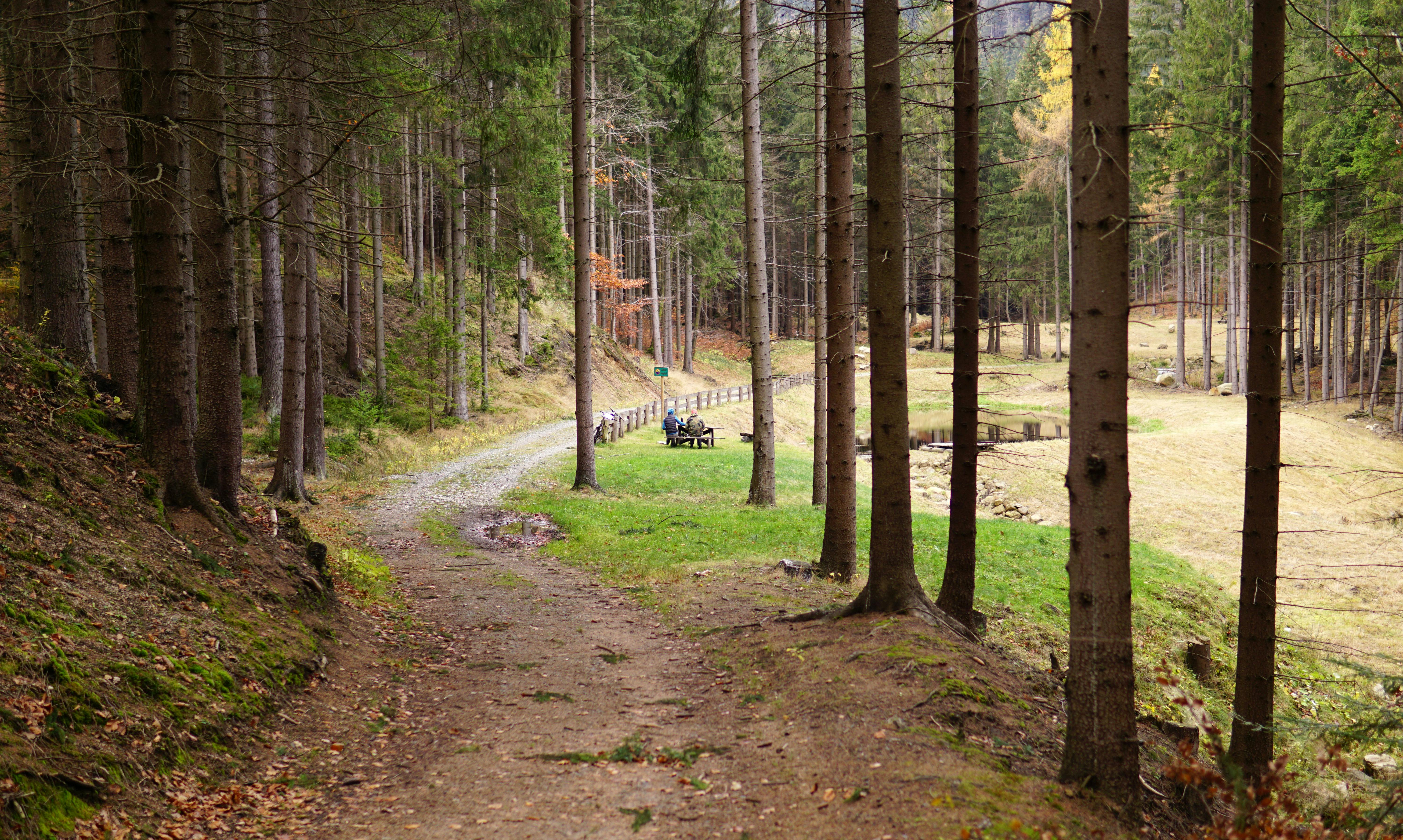 a dirt road in the woods with a small boat on it