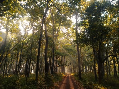 Free A serene pathway through an Indian forest, illuminated by warm sun rays. Stock Photo