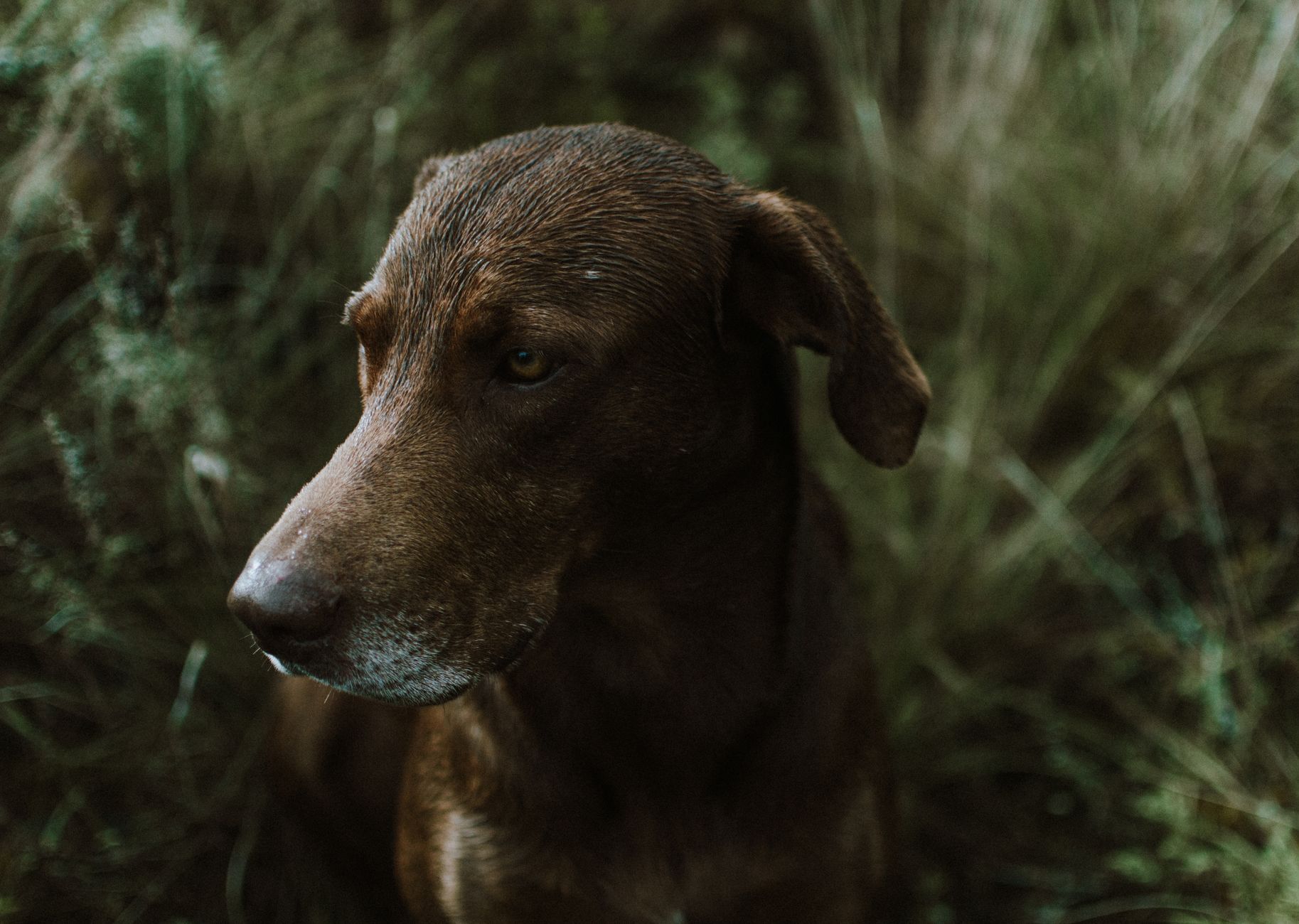 Veterinary care for a dog