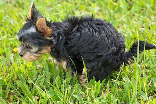 免費 在綠草地上的黑色和棕褐色約克夏犬 圖庫相片