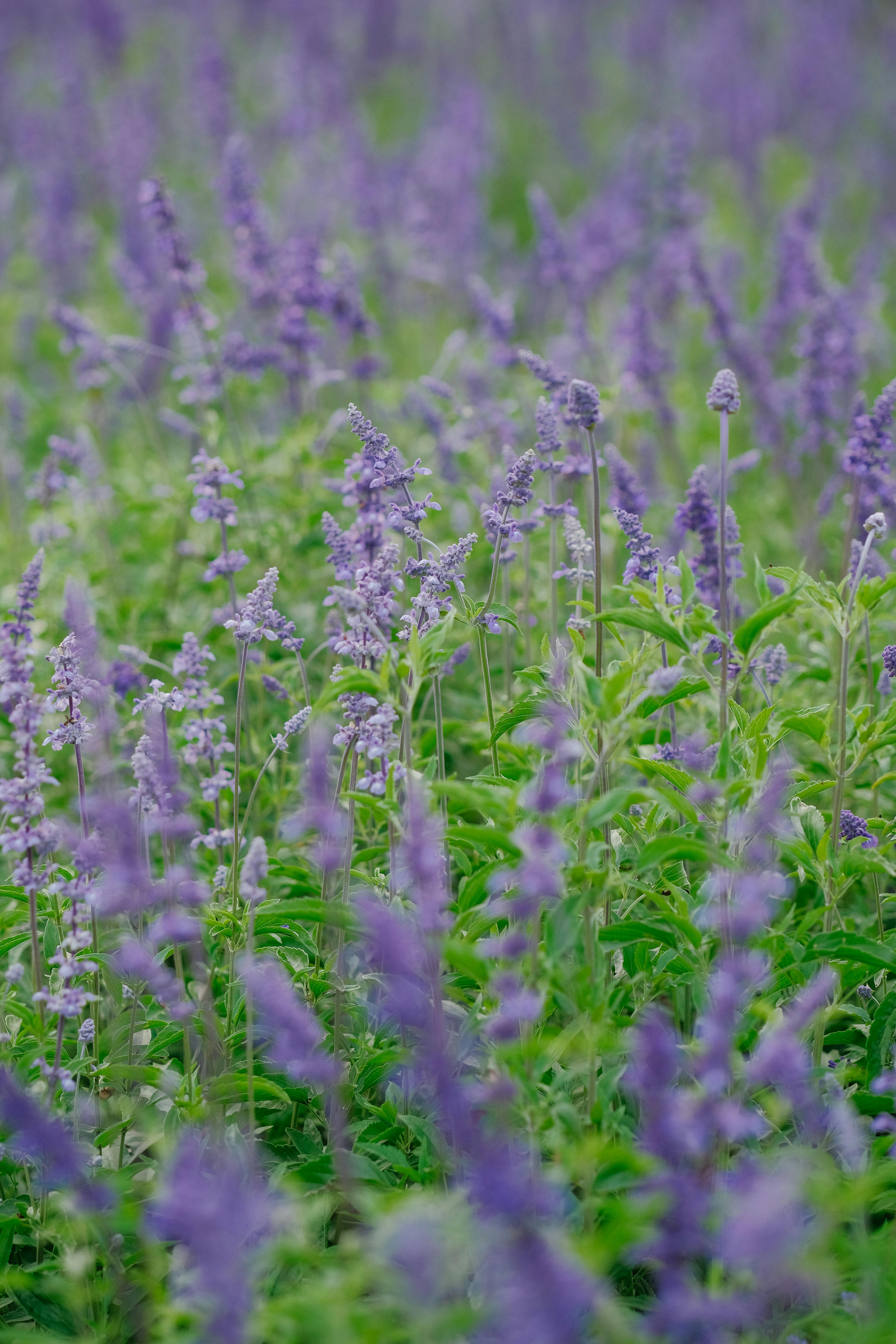 Fresh Lavender Flowers · Free Stock Photo