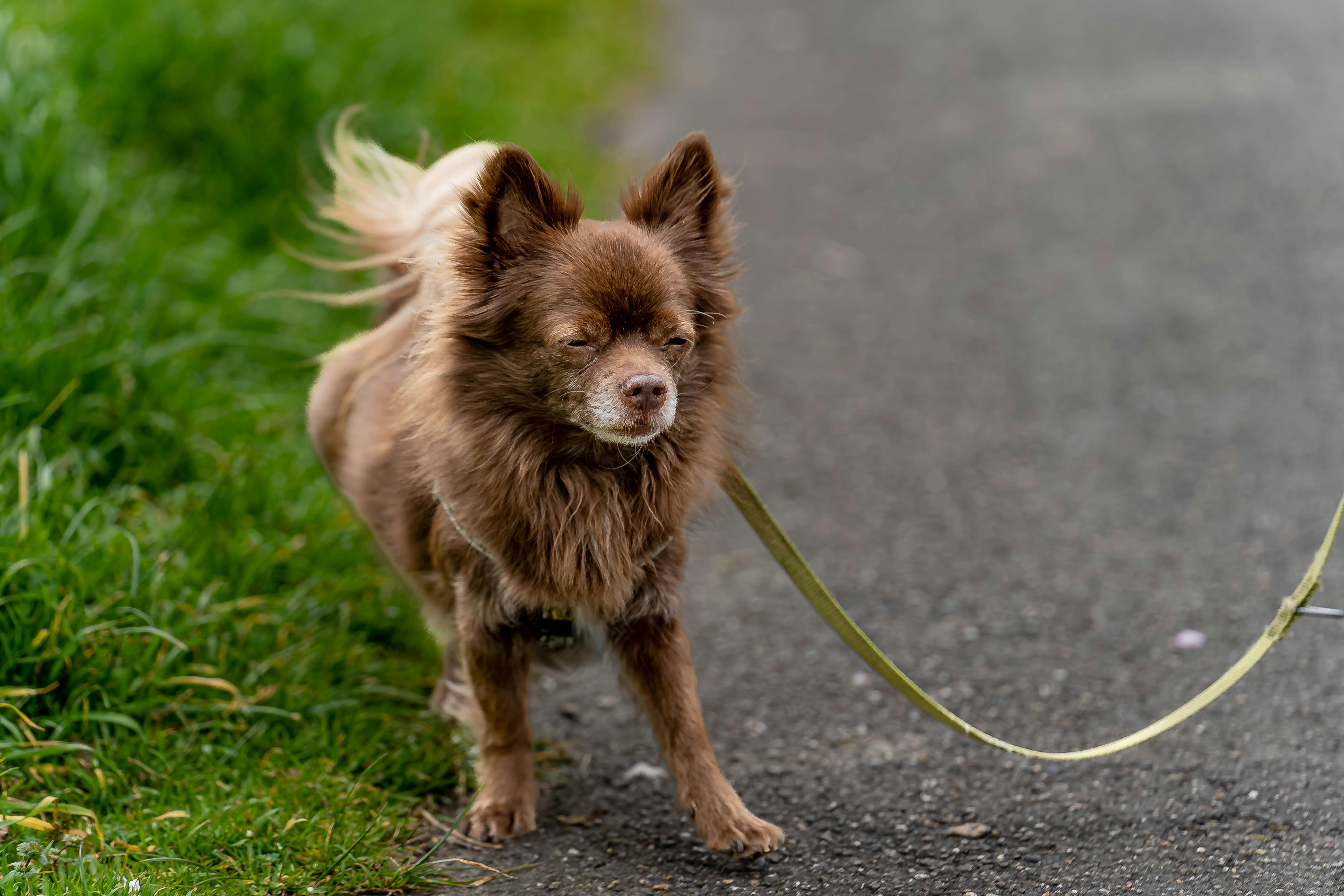 German Spitz Squinting Eyes