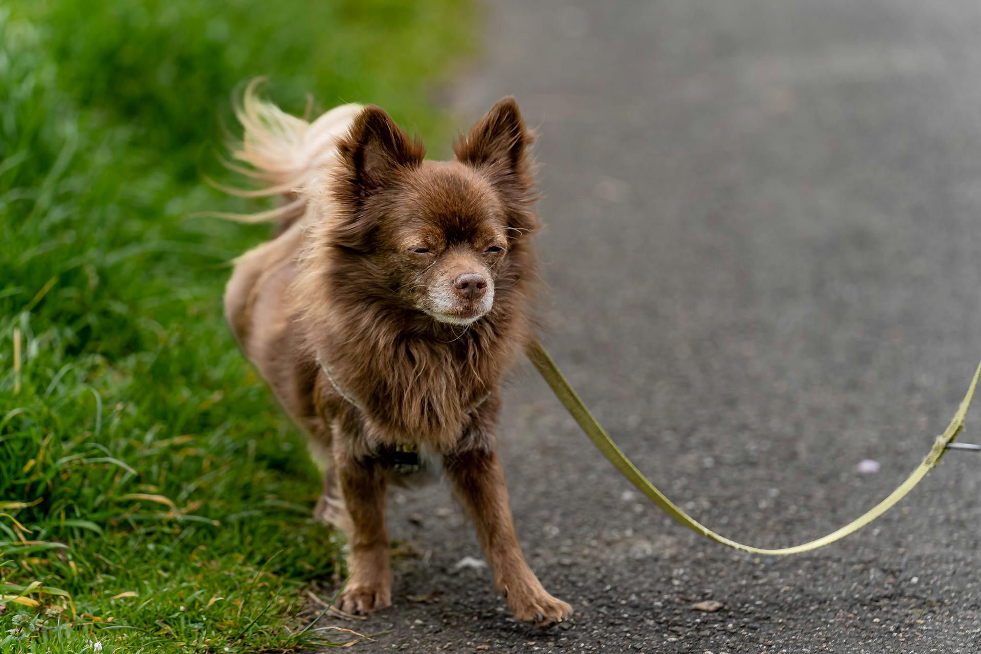 German Spitz Squinting Eyes