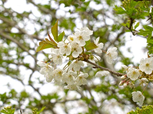 Close-up of Wild Cherry Flowers