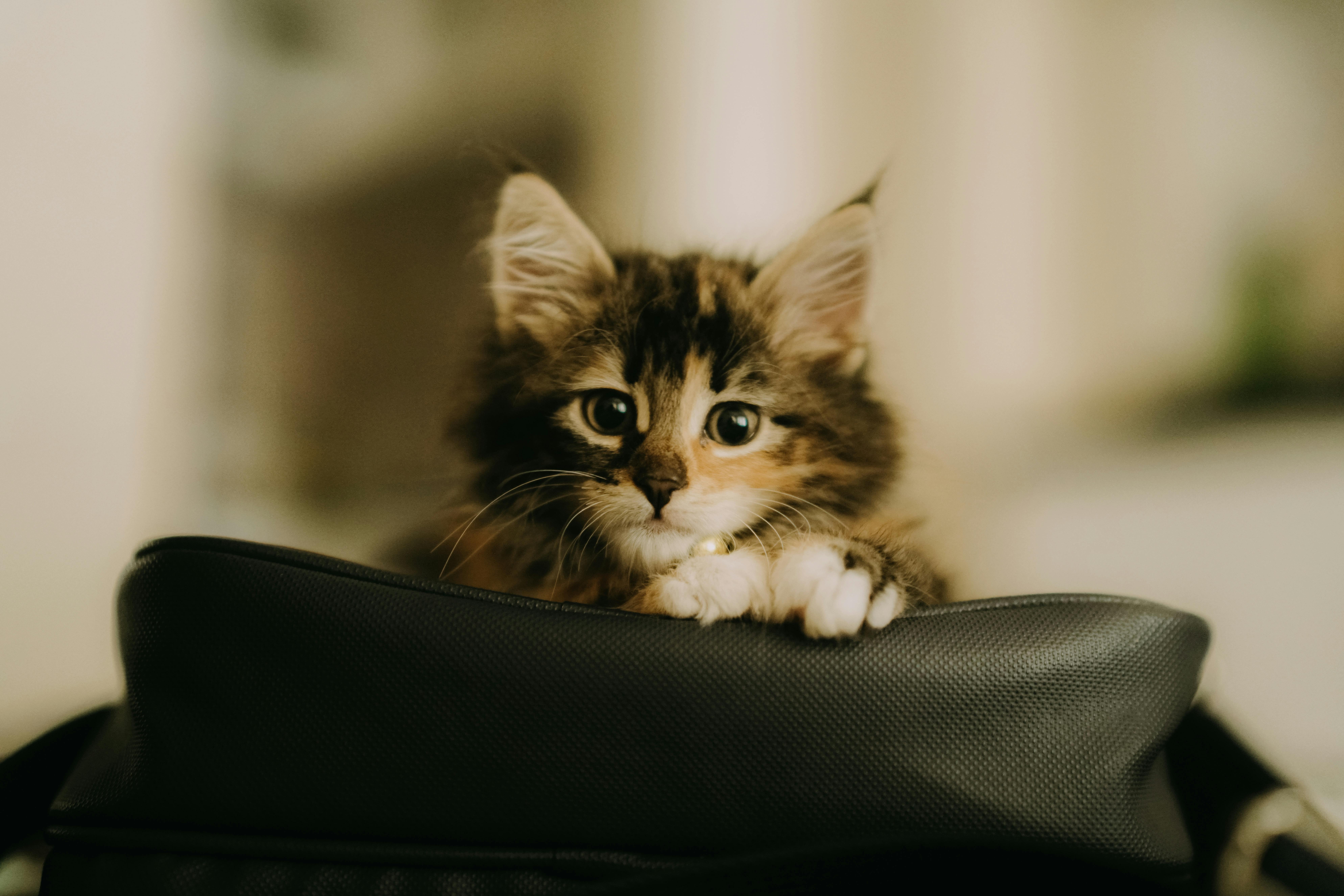 pet insurance pet finance and insurance — Photo by Soner Özcan on Pexels