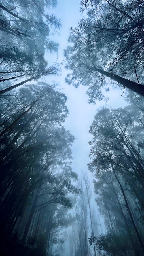 Gratis stockfoto met bamboebomen, dichte mist, donker bos behang