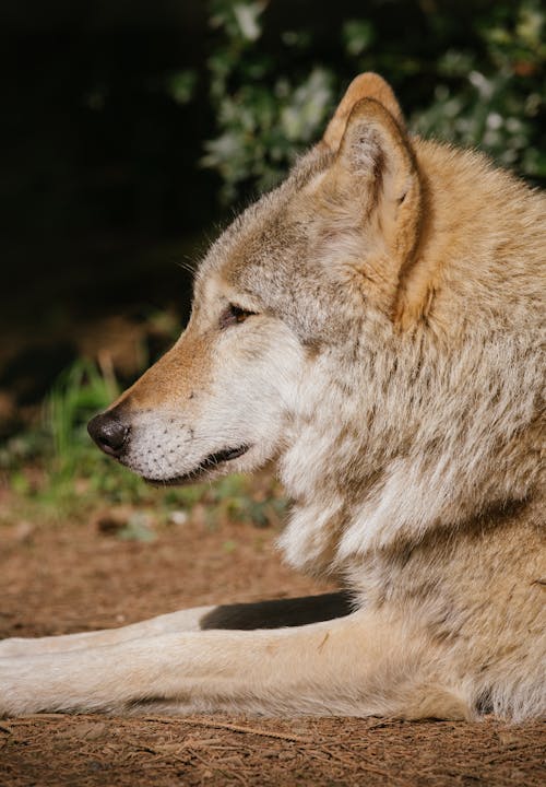 Tan Wolf on Flower Field during Daytime · Free Stock Photo