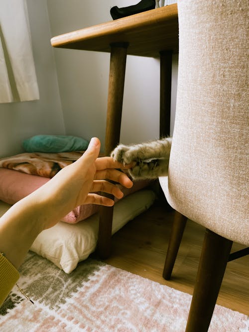 Close up of Hand Patting Cat Paw