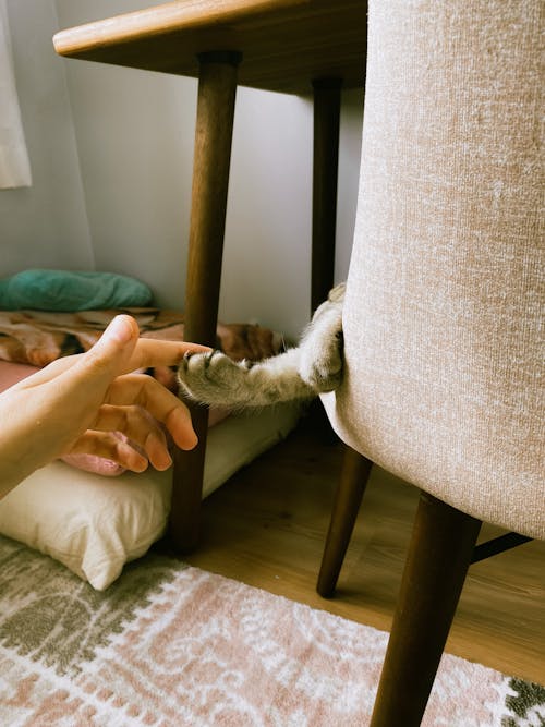 Hand Patting Cat Paw