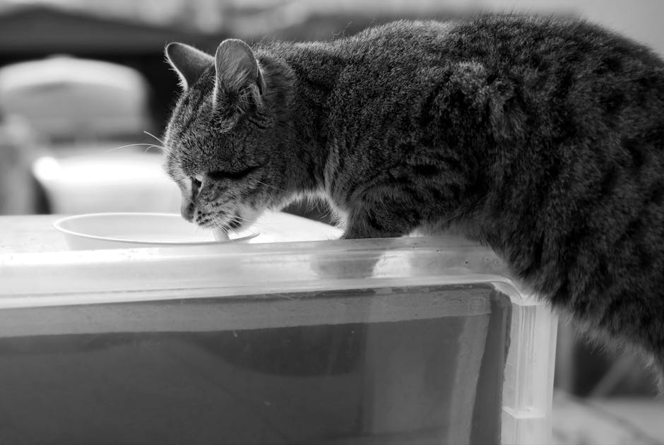 Cat Drinking from Bowl