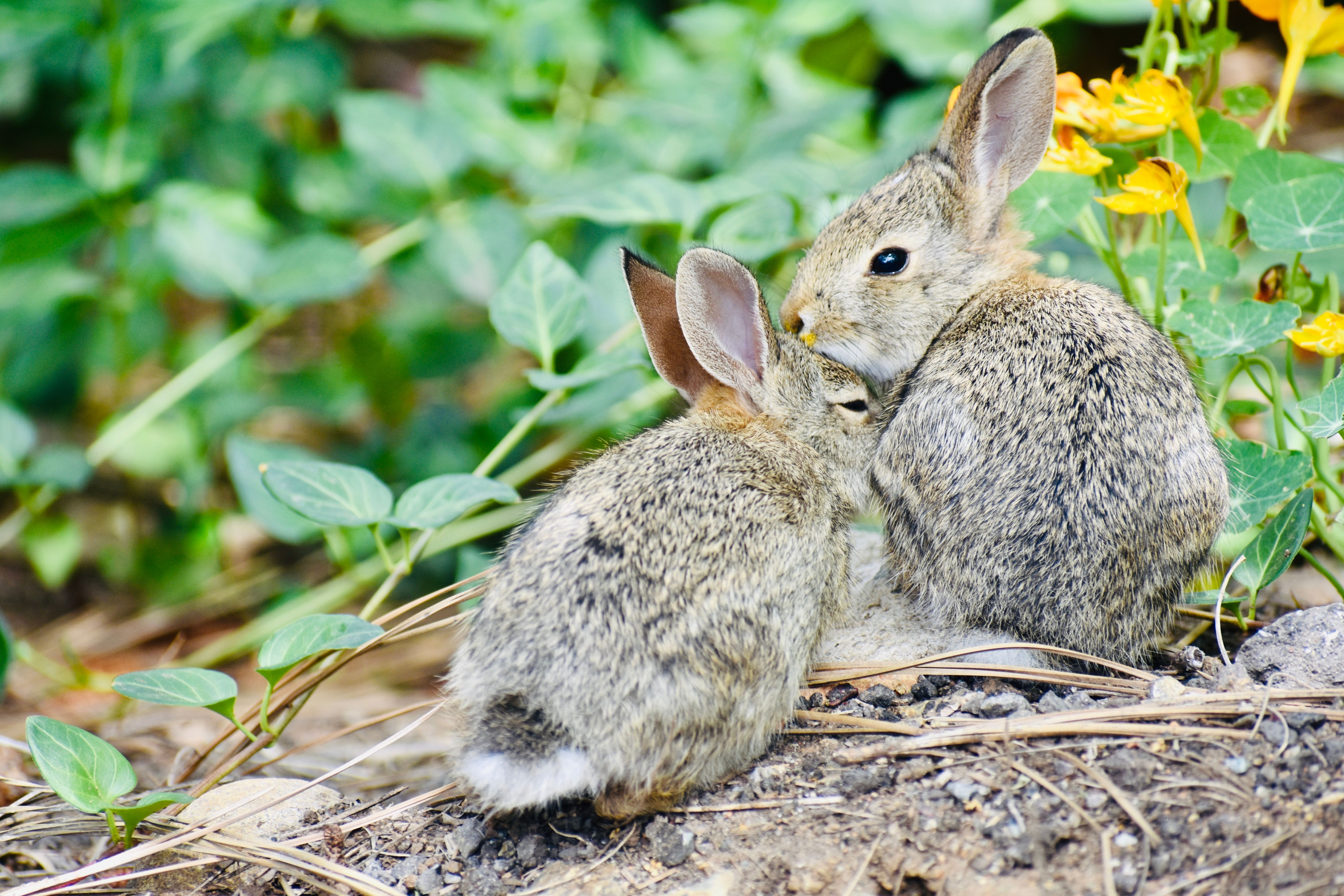 Portrait of a rabbit at a veterinary clinic