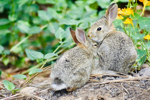 Bunnies Sitting Together by Green Leaves