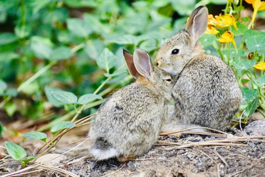 Free stock photo of animal, animals, baby