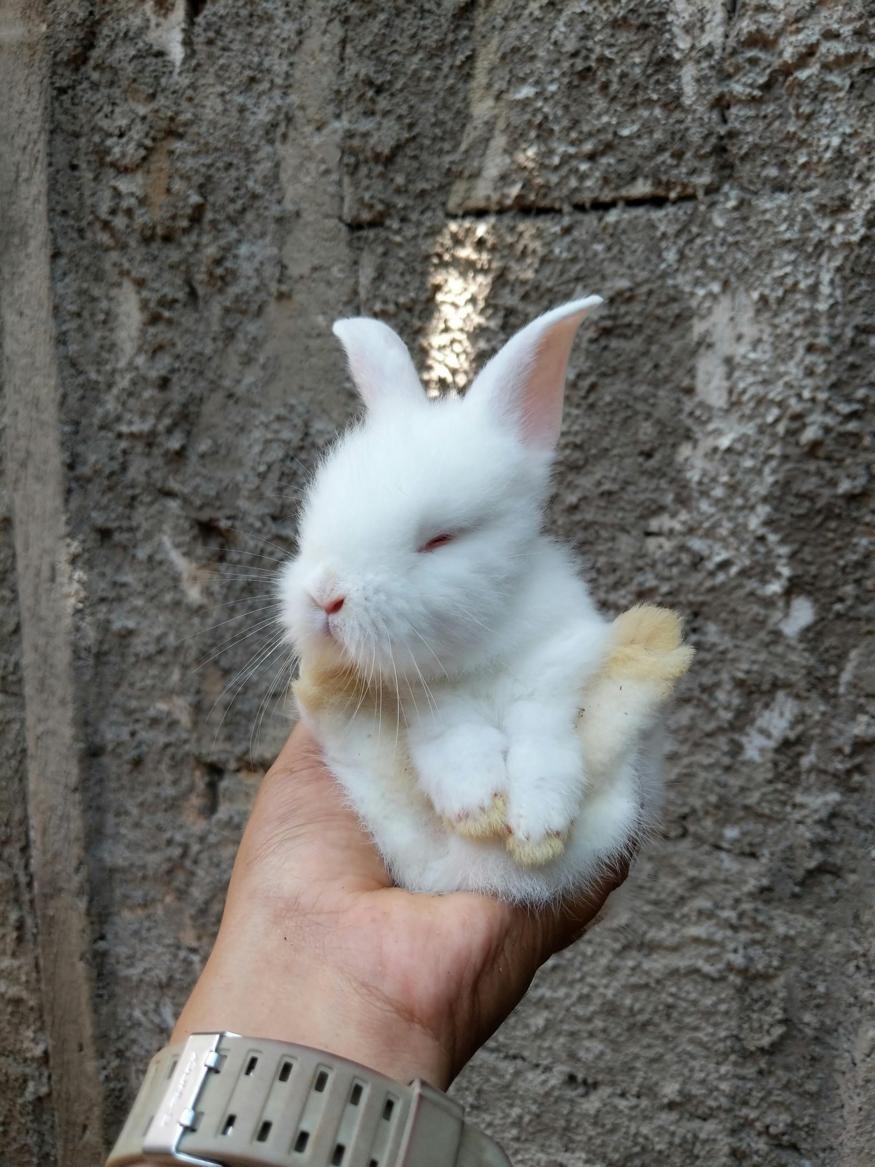 close up of a person holding a tiny white bunny in their hand