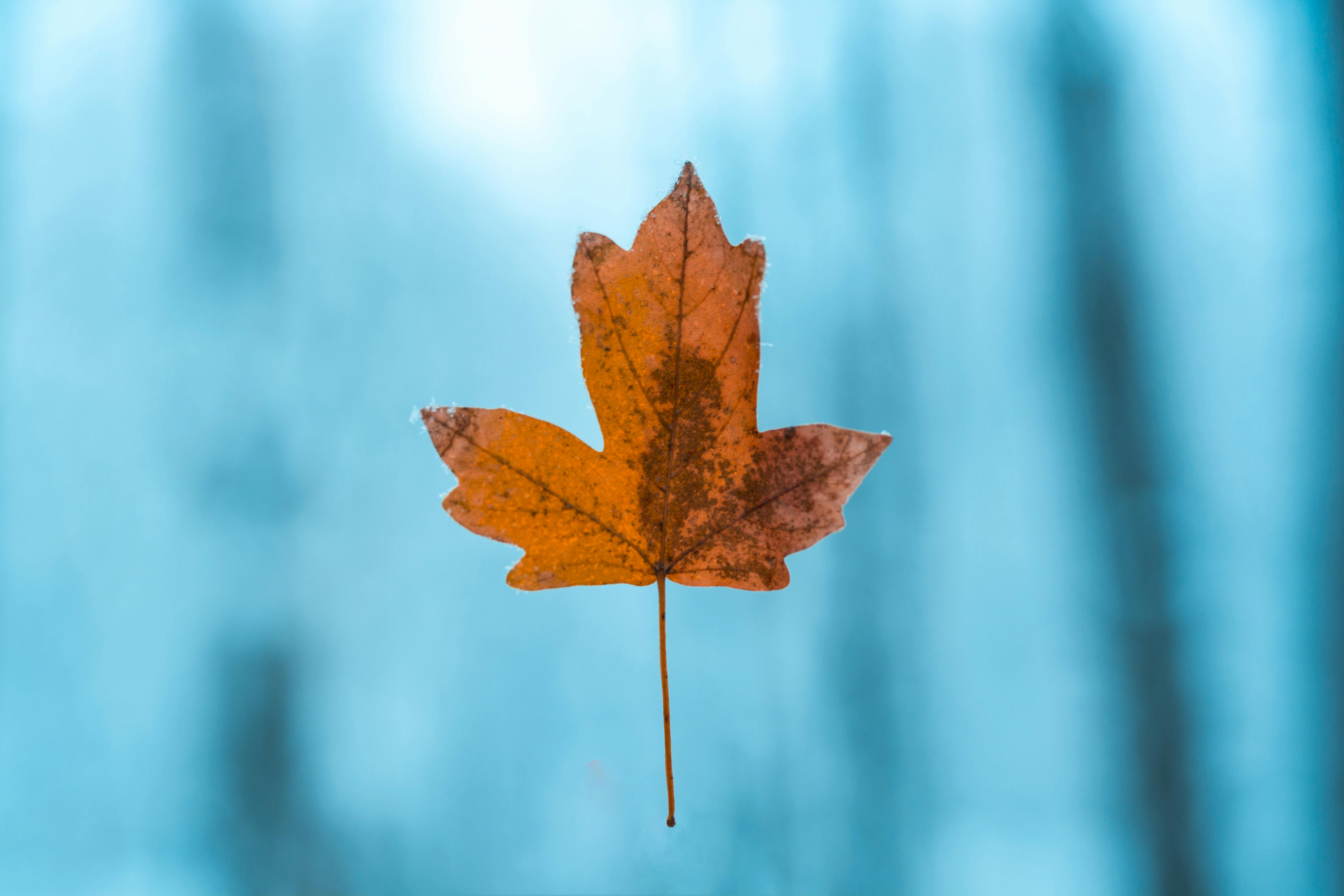 Alive After the Fall results and benefits - honest survival review