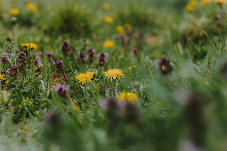 Blooming Flowers In Meadow