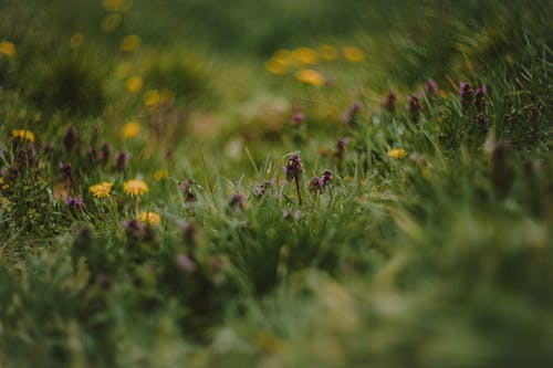 Foto profissional grátis de chão, fechar-se, flores