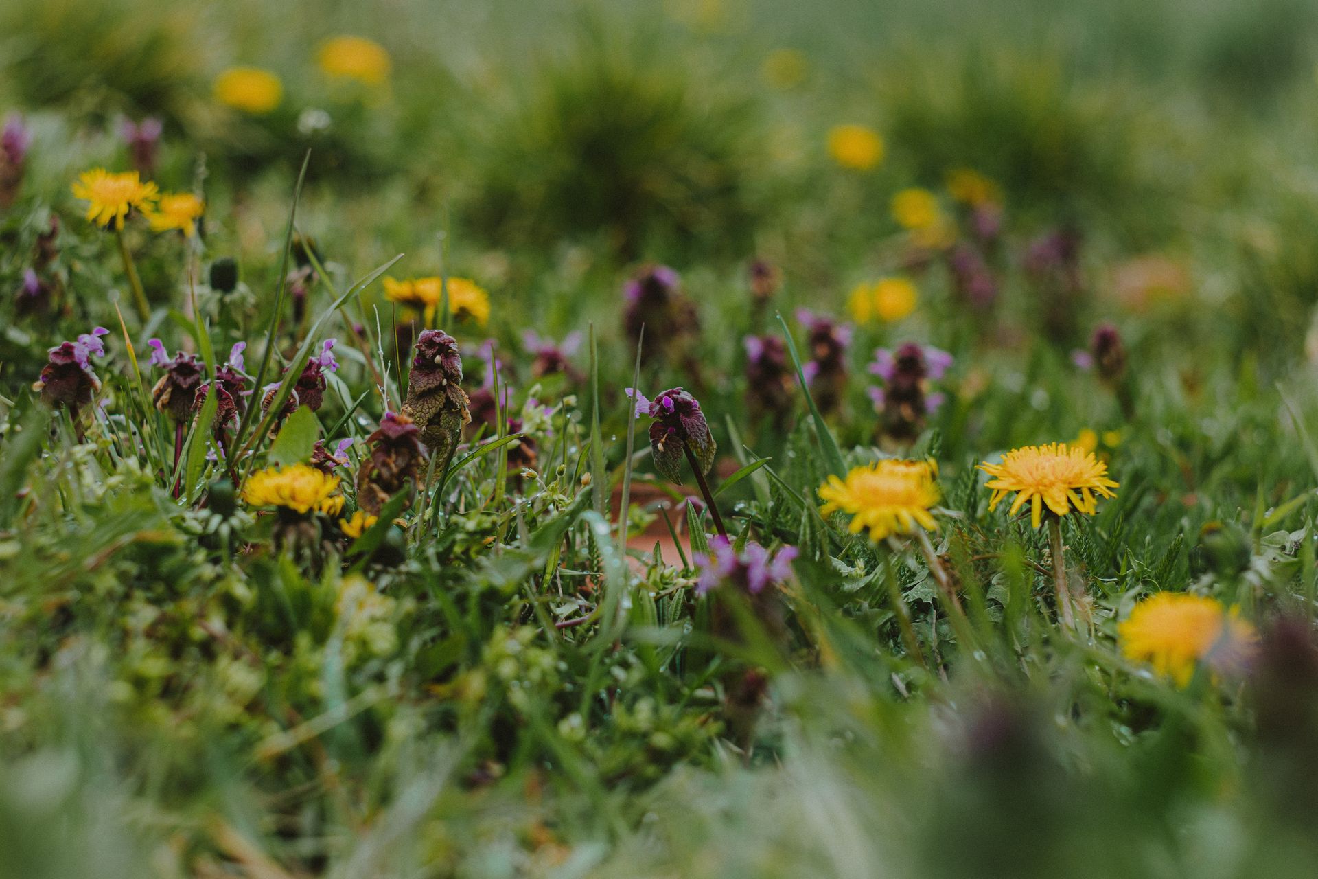 Dandelions and Purple Dead Nettles Blooming in Meadow
