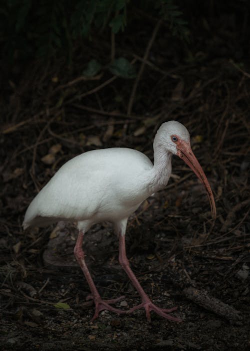 Immagine gratuita di animale, avvicinamento, ibis