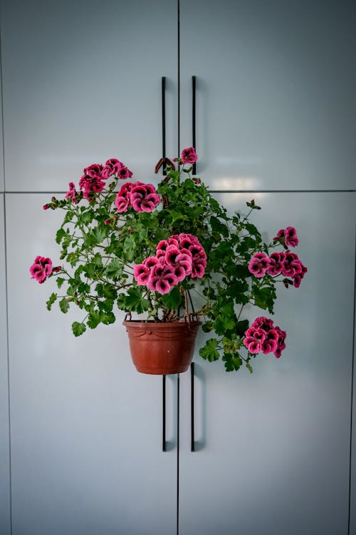 Çiçekler, dekorasyon, dikey atış içeren Ücretsiz stok fotoğraf